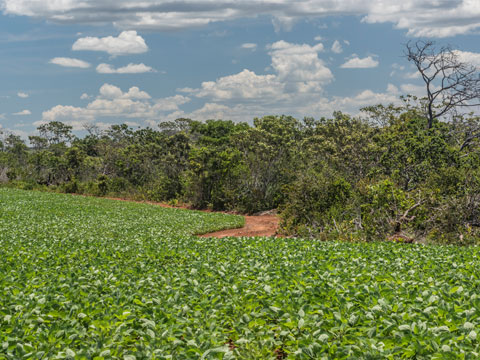 Em dois anos, Cerrado perdeu equivalente a mais de três DF pelo desmatamento